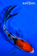 5" GINRIN SANKE BUTTERFLY