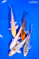 PACK OF (5) 4-5" GINRIN STANDARD KOI