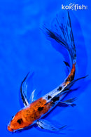 7.75" YAMATO NISHIKI BUTTERFLY