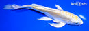 8" DOITSU LEMON HARIWAKE BUTTERFLY
