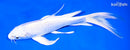 8" PLATINUM OGON BUTTERFLY