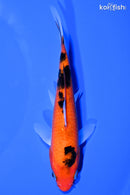 5.5" AKA SANKE