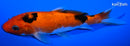 5.5" AKA SANKE