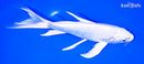 8" PLATINUM OGON BUTTERFLY