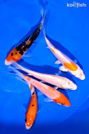 PACK OF (5) 4-5" STANDARD KOI