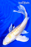 8" DOITSU LEMON HARIWAKE BUTTERFLY