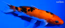 5.5" AKA SANKE