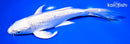 8.25" GINRIN PLATINUM OGON BUTTERFLY