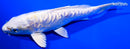 6" DOITSU PLATINUM OGON