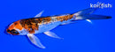 5.5" GINRIN KUJAKU BUTTERFLY