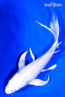 8" PLATINUM OGON BUTTERFLY