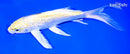 8" GINRIN LEMON HARIWAKE BUTTERFLY