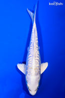 6" DOITSU PLATINUM OGON