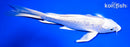 8.25" GINRIN PLATINUM OGON BUTTERFLY