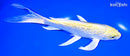 8" GINRIN LEMON HARIWAKE BUTTERFLY