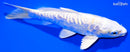 6" DOITSU PLATINUM OGON