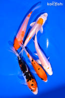 PACK OF (5) 4-5" STANDARD KOI
