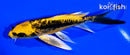 5.25" KIN KIKOKURYU BUTTERFLY