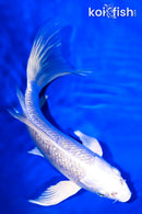 8.25" GINRIN PLATINUM OGON BUTTERFLY