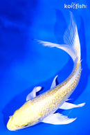 8" GINRIN LEMON HARIWAKE BUTTERFLY