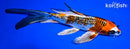 8" KUJAKU BUTTERFLY