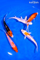 PACK OF (5) 4-5" STANDARD KOI