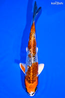 5.75" GINRIN KUJAKU