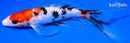 7" GINRIN SANKE BUTTERFLY