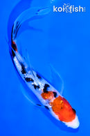 7" GINRIN SANKE BUTTERFLY
