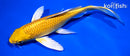 7.75" YAMABUKI OGON BUTTERFLY
