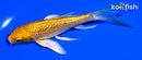 5.5" GINRIN ORENJI OGON BUTTERFLY