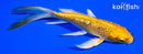 5.5" GINRIN ORENJI OGON BUTTERFLY