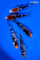 PACK OF (5) 4-5" SANKE KOI