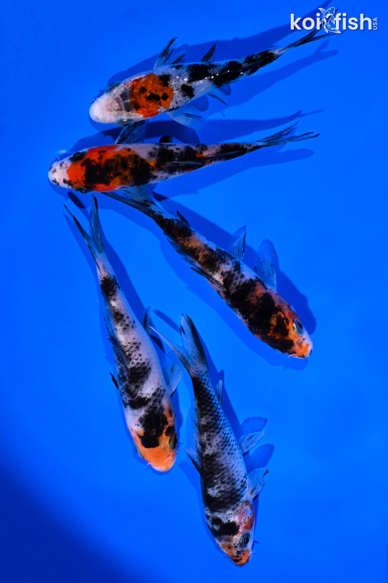 PACK OF (5) 4-5" SANKE KOI