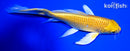 7.75" YAMABUKI OGON BUTTERFLY
