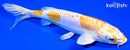 6.5" DOITSU LEMON HARIWAKE