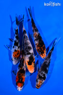 PACK OF (5) 4-5" SANKE KOI