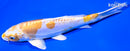 6.5" DOITSU LEMON HARIWAKE
