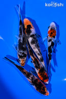 PACK OF (5) 4-5" SANKE KOI