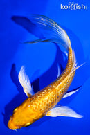 5.5" GINRIN ORENJI OGON BUTTERFLY