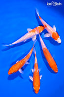 PACK OF (5) 4-5" STANDARD KOI