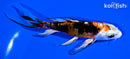 5.25" HEISEI NISHIKI BUTTERFLY