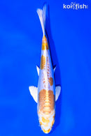 6.5" DOITSU LEMON HARIWAKE