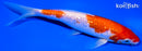6.5" GINRIN KOHAKU