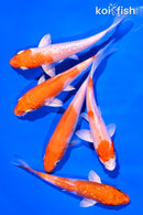 PACK OF (5) 4-5" STANDARD KOI
