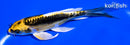 5.25" KIN KIKOKURYU BUTTERFLY