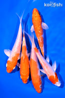PACK OF (5) 4-5" STANDARD KOI