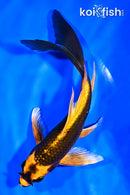 7" KIN ORENJI MATSUBA BUTTERFLY