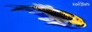 5.25" KIN KIKOKURYU BUTTERFLY