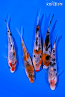 PACK OF (5) 4-5" SANKE KOI
